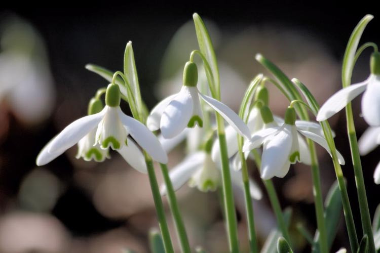 Galanthus 'Straffan', Snowdrop 'Straffan', Galanthus 'Cool Ballintaggart', Galanthus 'The O'Mahoney', early flowering bulb, winter bulb, white flowering bulb, White winter flowers