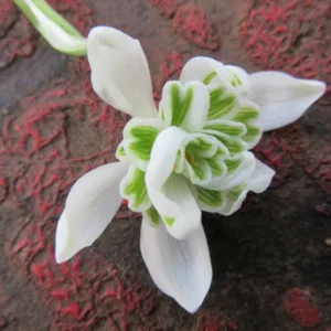 Galanthus Nivalis F. Pleniflorus 'Flore Pleno', Double Snowdrop, Galanthus nivalis 'Flore Pleno', early flowering bulb, winter bulb, white flowering bulb