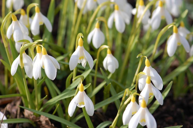 Galanthus Nivalis Sandersii Group (Snowdrop), Galanthus lutescens, Yellow Snowdrop, early flowering bulb, winter bulb, white flowering bulb