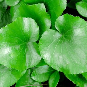 Galax urceolata, Beetleweed, Galax, Coltsfoot, Wand Flower, Galax aphylla, Shade perennials, Plants for shade