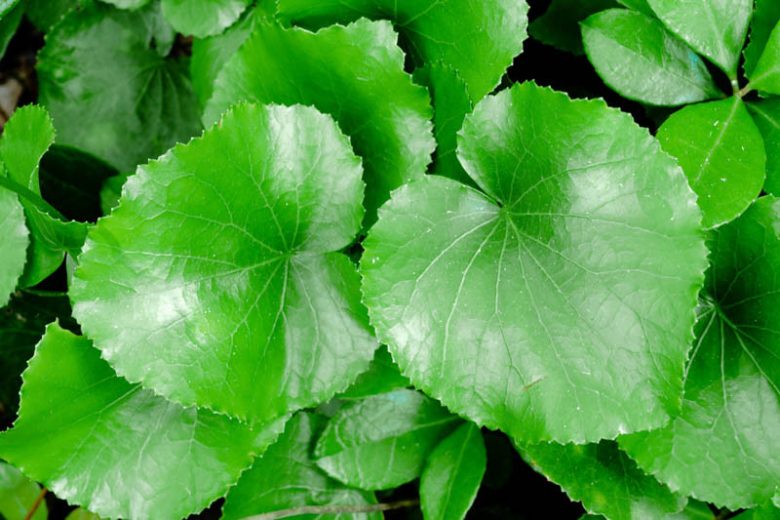 Galax urceolata, Beetleweed, Galax, Coltsfoot, Wand Flower, Galax aphylla, Shade perennials, Plants for shade
