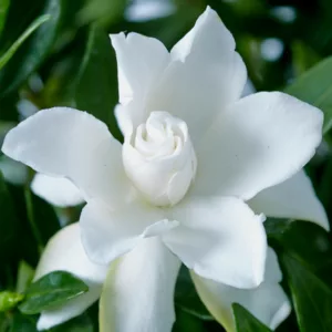 Gardenia jasminoides Celestial Star, Cape Jasmine Celestial Star, Cape Jessamine Celestial Star, Gardenia augusta 'Celestial Star', Hardy Gardenia, Fragrant flowers, evergreen shrub, White flowers, Fragrant flowers, evergreen shrub, White flowers