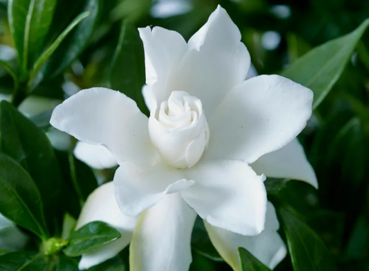 Gardenia jasminoides Celestial Star, Cape Jasmine Celestial Star, Cape Jessamine Celestial Star, Gardenia augusta 'Celestial Star', Hardy Gardenia, Fragrant flowers, evergreen shrub, White flowers, Fragrant flowers, evergreen shrub, White flowers