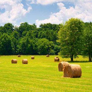 Midwest, Mid west, Midwest states, Midwest weather, Midwest garden, Midwest Climate, hardiness zones, plant hardiness zones, usda hardiness zones, Growing season