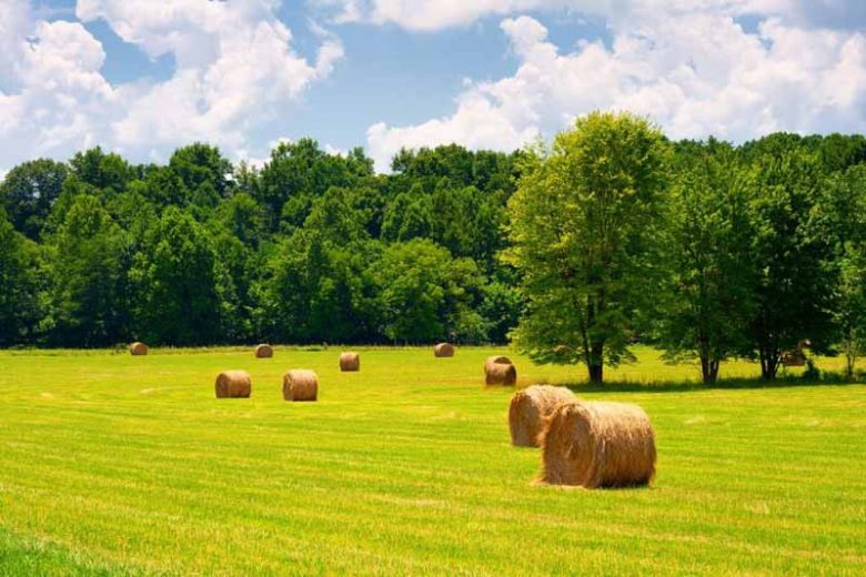 Midwest, Mid west, Midwest states, Midwest weather, Midwest garden, Midwest Climate, hardiness zones, plant hardiness zones, usda hardiness zones, Growing season