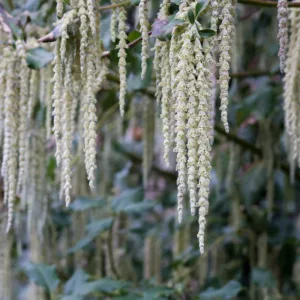 Garrya elliptica, Wavyleaf Silktassel, Wavy-Leaf Silktassel, Silk-Tassel Bush, Silk Tassel Bush, Coastal Silktassel, Evergreen Shrubs, Foliage, Fall color, Winter color, shrub with catkins