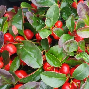 Gaultheria procumbens, Checkerberry, Wintergreen, American Mountain Tea, Aromatic Wintergreen, Boxberry, Canada Tea, Canterberry, Chequerberry, Chickenberry, Chinks, Creeping Checkerberry, Creeping Wintergreen