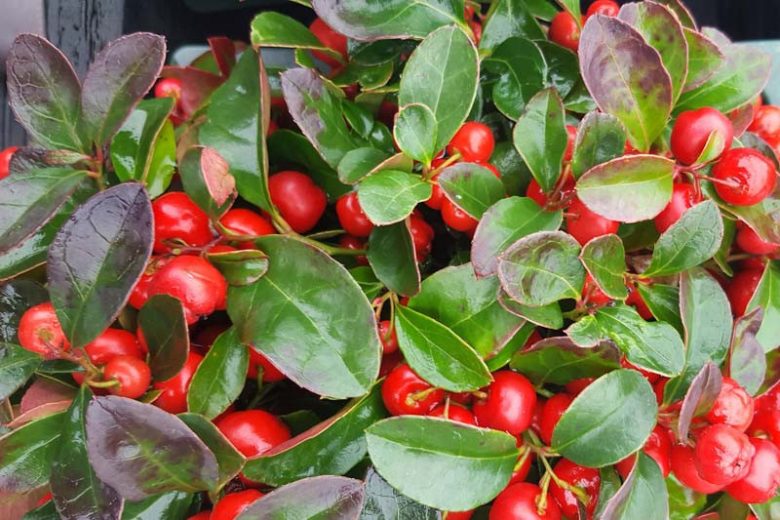 Gaultheria procumbens, Checkerberry, Wintergreen, American Mountain Tea, Aromatic Wintergreen, Boxberry, Canada Tea, Canterberry, Chequerberry, Chickenberry, Chinks, Creeping Checkerberry, Creeping Wintergreen
