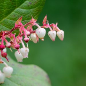Gaultheria shallon, Oregon Wintergreen, Salal, Shallon, Shallon Bush