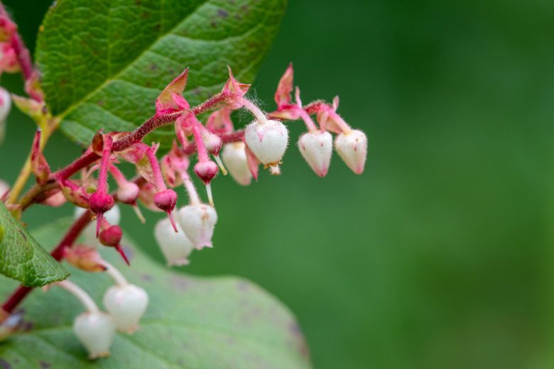 Gaultheria shallon, Oregon Wintergreen, Salal, Shallon, Shallon Bush
