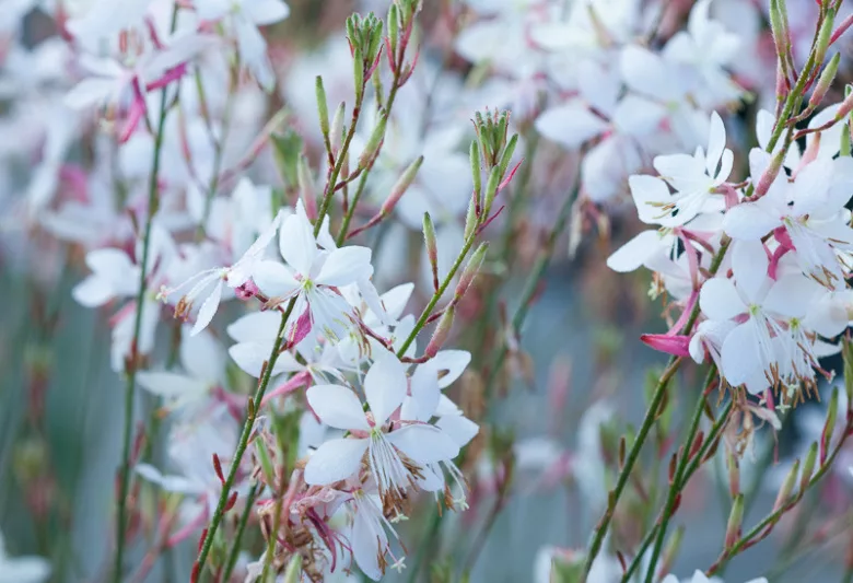 Lindheimer's Beeblossom, Gaura Lindheimeri, drought tolerant perennials, White Gaura, White flowers, deer resistant perennial, salt tolerant perennial