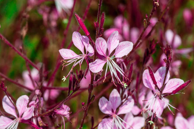 Gaura Lindheimeri 'Siskiyou Pink', Lindheimer's Beeblossom 'Siskiyou Pink', Gaura 'Siskiyou Pink', drought tolerant perennials, Pink Gaura, Pink flowers, deer tolerant flowers