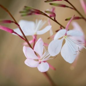 Gaura Lindheimeri 'Whirling Butterflies', Lindheimer's Beeblossom 'Whirling Butterflies', White Indian Feather, Gaura 'Whirling Butterflies', drought tolerant perennials, White Gaura, White flowers, deer tolerant flowers