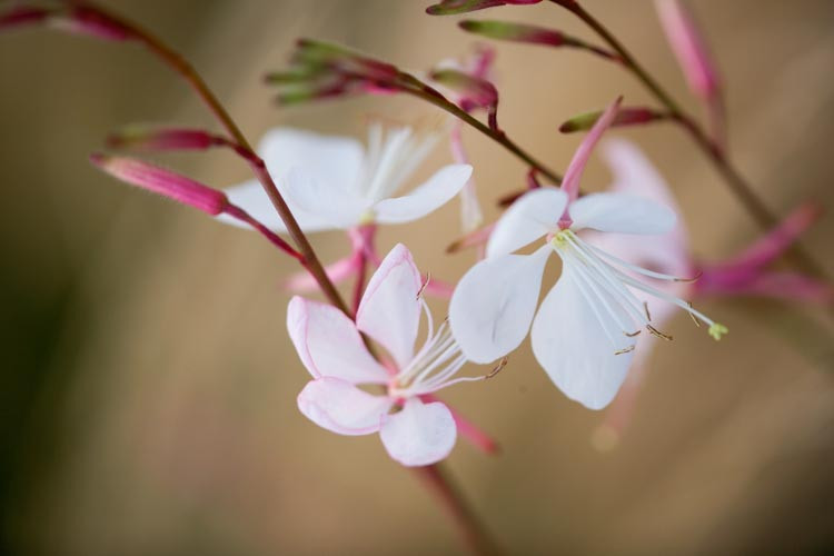 Gaura Lindheimeri 'Whirling Butterflies', Lindheimer's Beeblossom 'Whirling Butterflies', White Indian Feather, Gaura 'Whirling Butterflies', drought tolerant perennials, White Gaura, White flowers, deer tolerant flowers