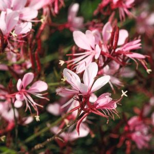 Gaura lindheimeri BELLEZA® Compact Light Pink, BELLEZA® Compact Light Pink Appleblossom Grass, BELLEZA® Compact Light Pink Wandflower, BELLEZA® Compact Light Pink Beeblossom, Oenothera lindheimeri BELLEZA® Compact Light Pink, drought tolerant perennials, Pink Gaura, Pink flowers, deer tolerant flowers