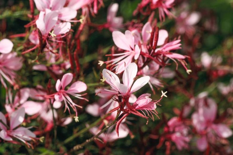 Gaura lindheimeri BELLEZA® Compact Light Pink, BELLEZA® Compact Light Pink Appleblossom Grass, BELLEZA® Compact Light Pink Wandflower, BELLEZA® Compact Light Pink Beeblossom, Oenothera lindheimeri BELLEZA® Compact Light Pink, drought tolerant perennials, Pink Gaura, Pink flowers, deer tolerant flowers