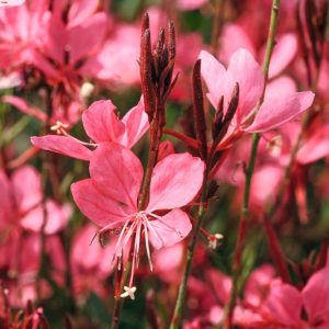 Gaura lindheimeri BELLEZA® Dark Pink, BELLEZA® Dark Pink Appleblossom Grass, BELLEZA® Dark Pink Wandflower, BELLEZA® Dark Pink Beeblossom, Oenothera lindheimeri BELLEZA® Dark Pink, drought tolerant perennials, Pink Gaura, Pink flowers, deer tolerant flowers