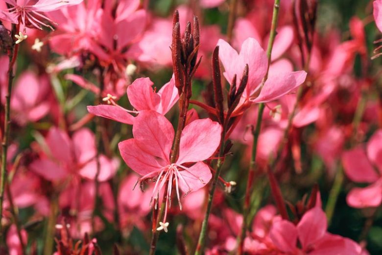 Gaura lindheimeri BELLEZA® Dark Pink, BELLEZA® Dark Pink Appleblossom Grass, BELLEZA® Dark Pink Wandflower, BELLEZA® Dark Pink Beeblossom, Oenothera lindheimeri BELLEZA® Dark Pink, drought tolerant perennials, Pink Gaura, Pink flowers, deer tolerant flowers