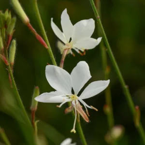 Gaura lindheimeri BELLEZA® White, BELLEZA® White Appleblossom Grass, BELLEZA® White Wandflower, BELLEZA® White Beeblossom, Oenothera lindheimeri BELLEZA® White, drought tolerant perennials, Pink Gaura, White flowers, deer tolerant flowers