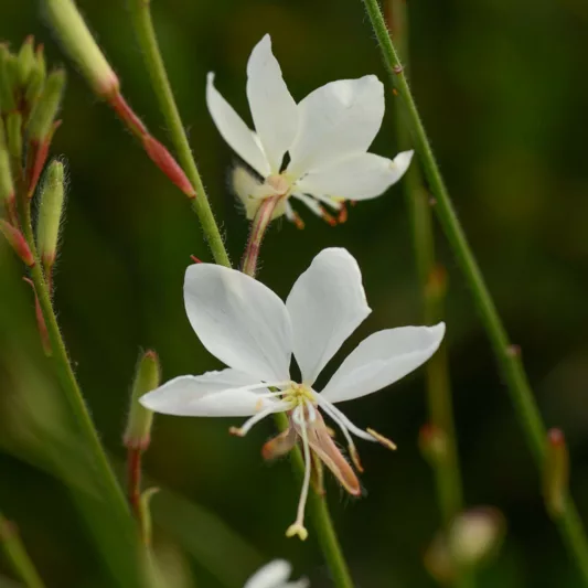 Gaura lindheimeri BELLEZA® White, BELLEZA® White Appleblossom Grass, BELLEZA® White Wandflower, BELLEZA® White Beeblossom, Oenothera lindheimeri BELLEZA® White, drought tolerant perennials, Pink Gaura, White flowers, deer tolerant flowers