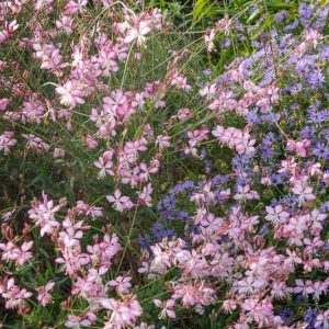 Gaura lindheimeri 'Rosy Jane, Rosy Jane Appleblossom Grass, Rosy Jane Wandflower, Rosy Jane Beeblossom, Gaura lindheimeri 'Rosyjane', Gaura lindheimeri 'Harrosy', Oenothera lindheimeri 'Harrosy', Oenothera lindheimeri Rosyjane, drought tolerant perennials, Pink Gaura, Pink flowers, deer tolerant flowers