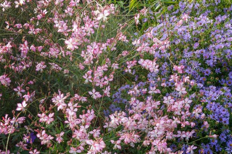 Gaura lindheimeri 'Rosy Jane, Rosy Jane Appleblossom Grass, Rosy Jane Wandflower, Rosy Jane Beeblossom, Gaura lindheimeri 'Rosyjane', Gaura lindheimeri 'Harrosy', Oenothera lindheimeri 'Harrosy', Oenothera lindheimeri Rosyjane, drought tolerant perennials, Pink Gaura, Pink flowers, deer tolerant flowers
