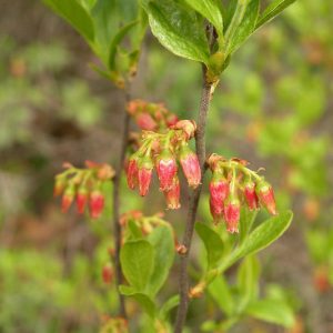 Gaylussacia baccata,Black Huckleberry, Decachaena baccata, Blueberries, Fruiting Shrubs, Black Berries