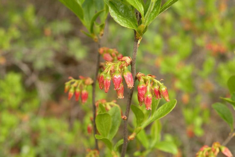 Gaylussacia baccata,Black Huckleberry, Decachaena baccata, Blueberries, Fruiting Shrubs, Black Berries
