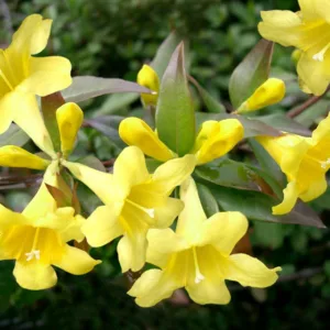 Gelsemium sempervirens, Carolina Jessamine, Yellow Jessamine, Evening Trumpet Flower, Poor Man's Rope, Bignonia sempervirens, Bigonia sempervirens, Yellow Flowers