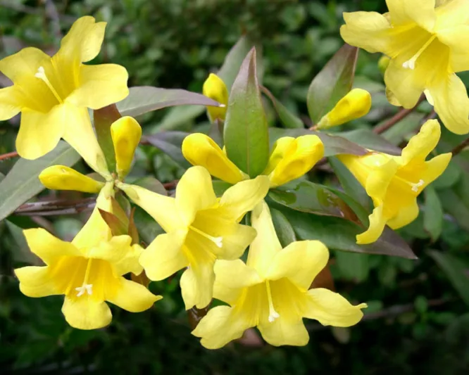 Gelsemium sempervirens, Carolina Jessamine, Yellow Jessamine, Evening Trumpet Flower, Poor Man's Rope, Bignonia sempervirens, Bigonia sempervirens, Yellow Flowers