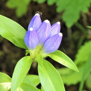 Gentiana andrewsii, Closed Bottle Gentian, Closed Gentian, Bottle Gentian, Blue flowers