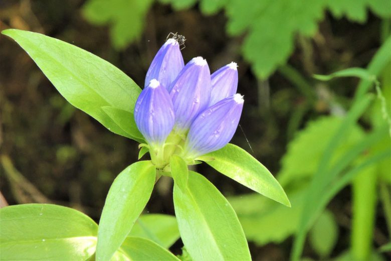 Gentiana andrewsii, Closed Bottle Gentian, Closed Gentian, Bottle Gentian, Blue flowers