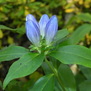 Gentiana clausa, Bottle Gentian, Blind Gentian, Blue flowers