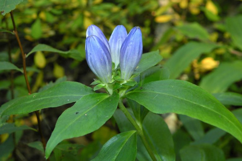 Gentiana clausa, Bottle Gentian, Blind Gentian, Blue flowers