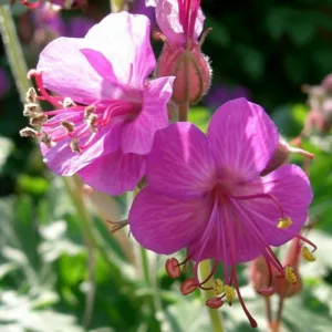 Geranium Macrorrhizum 'Bevan's Variety', Geranium 'Bevan's Variety', Cranesbill 'Bevan's Variety', Hardy Geranium 'Bevan's Variety', Rock Geranium 'Bevan's Variety', Best geraniums, Best groundcovers, purple geranium, pink geranium