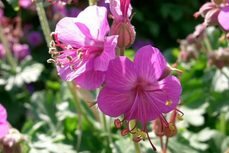 Geranium Macrorrhizum 'Bevan's Variety', Geranium 'Bevan's Variety', Cranesbill 'Bevan's Variety', Hardy Geranium 'Bevan's Variety', Rock Geranium 'Bevan's Variety', Best geraniums, Best groundcovers, purple geranium, pink geranium