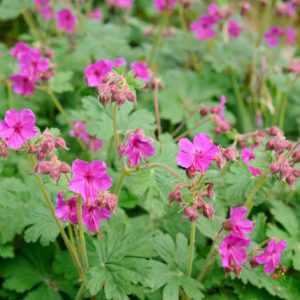 Geranium Macrorrhizum 'Czakor', Geranium 'Czakor', Cranesbill 'Czakor', Hardy Geranium 'Czakor', Rock Geranium 'Czakor', Best geraniums, Best groundcovers
