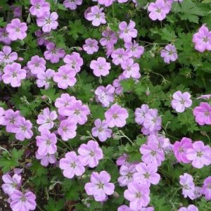 Geranium Mavis Simpson, Geranium 'Mavis Simpson', Crane's Bill 'Mavis Simpson',  Geranium × riversleaianum 'Mavis Simpson', Hardy Geraniums, AGM Geranium, Best geraniums, Best groundcovers, pink geranium, pink flowers