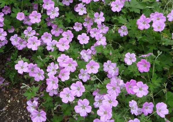 Geranium Mavis Simpson, Geranium 'Mavis Simpson', Crane's Bill 'Mavis Simpson',  Geranium × riversleaianum 'Mavis Simpson', Hardy Geraniums, AGM Geranium, Best geraniums, Best groundcovers, pink geranium, pink flowers
