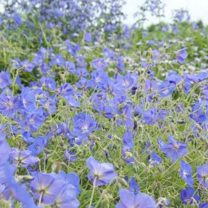 Geranium Orion, Hardy Geranium Orion, Crane's Bill Orion, Award geranium, AGM Geranium, Best geraniums, Best groundcovers, blue geranium, violet geranium