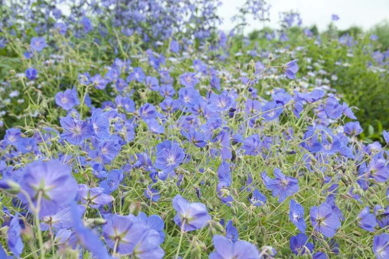 Geranium Orion, Hardy Geranium Orion, Crane's Bill Orion, Award geranium, AGM Geranium, Best geraniums, Best groundcovers, blue geranium, violet geranium