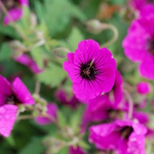 Geranium 'Ann Folkard', Hardy Geranium Ann Folkard, Cranesbill 'Ann Folkard', Best geraniums, Best Border Geranium, purple geranium, violet geranium