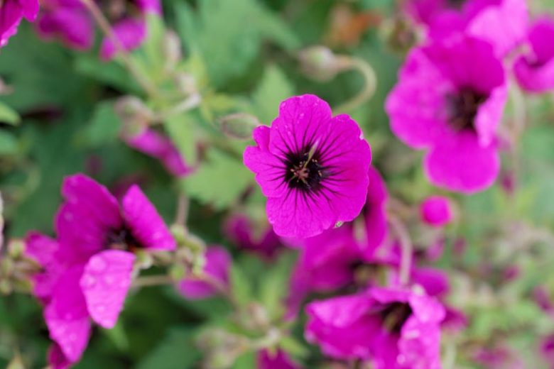 Geranium 'Ann Folkard', Hardy Geranium Ann Folkard, Cranesbill 'Ann Folkard', Best geraniums, Best Border Geranium, purple geranium, violet geranium