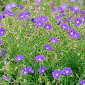 Geranium, Brookside, Cranesbill 'Brookside', Hardy Geraniums, Best geraniums, Blue geraniums, AGM Geraniums, Best groundcovers