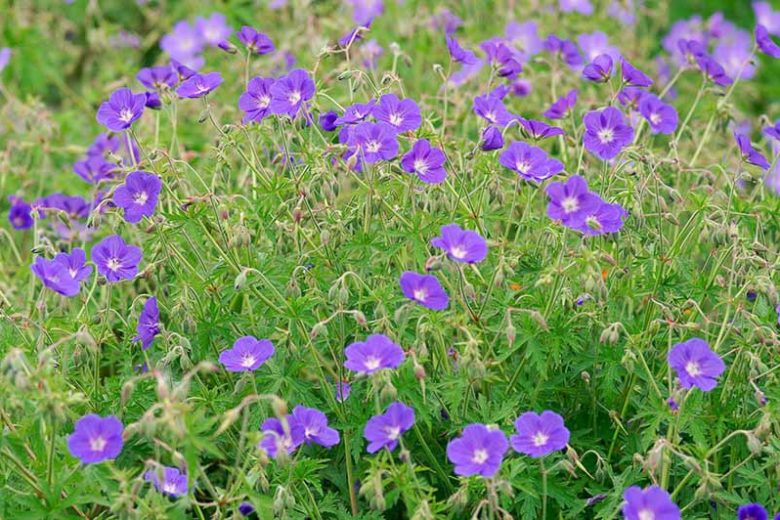 Geranium, Brookside, Cranesbill 'Brookside', Hardy Geraniums, Best geraniums, Blue geraniums, AGM Geraniums, Best groundcovers