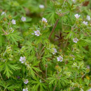 Geranium carolinianum, Carolina Geranium, Wild Geranium, Carolina Cranesbill, Hardy Geraniums, Hardy Geraniums, Pink Geranium, Pink Cranesbill