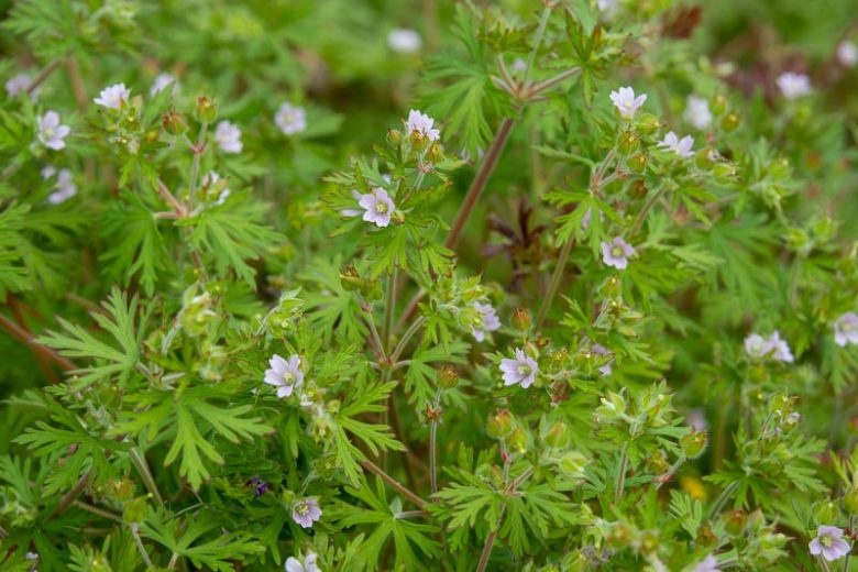Geranium carolinianum, Carolina Geranium, Wild Geranium, Carolina Cranesbill, Hardy Geraniums, Hardy Geraniums, Pink Geranium, Pink Cranesbill