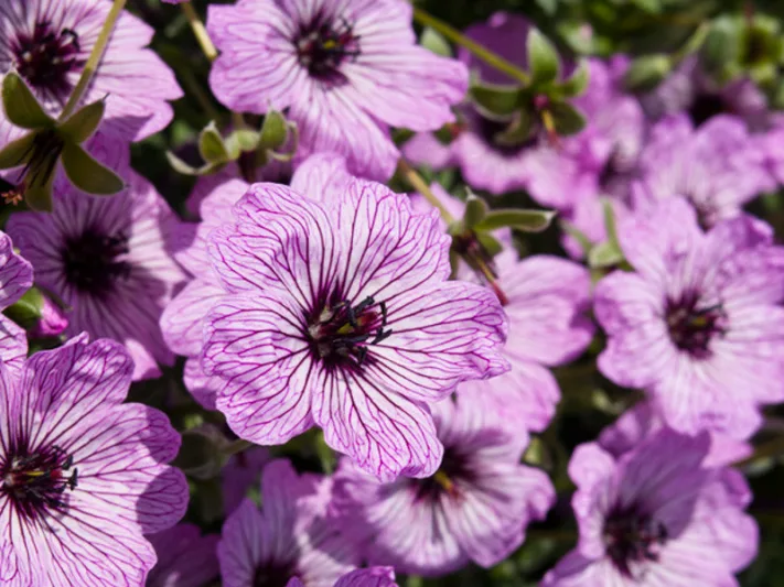 Geranium (Cinereum Group) 'Ballerina', Cranesbill 'Ballerina', Ashy Cranesbill, Geranium cinereum 'Ballerina', Geranium 'Ballerina', Hardy Geraniums, Best geraniums, Best Border Geranium, pink geranium