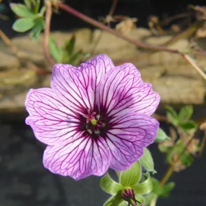 Geranium (Cinereum Group) 'Laurence Flatman', Cranesbill 'Laurence Flatman', Ashy Cranesbill, Geranium cinereum 'Laurence Flatman', Geranium 'Laurence Flatman', Hardy Geraniums, Best geraniums, Best rock garden Geranium, pink geranium