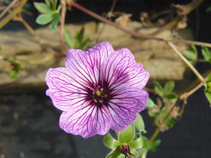 Geranium (Cinereum Group) 'Laurence Flatman', Cranesbill 'Laurence Flatman', Ashy Cranesbill, Geranium cinereum 'Laurence Flatman', Geranium 'Laurence Flatman', Hardy Geraniums, Best geraniums, Best rock garden Geranium, pink geranium